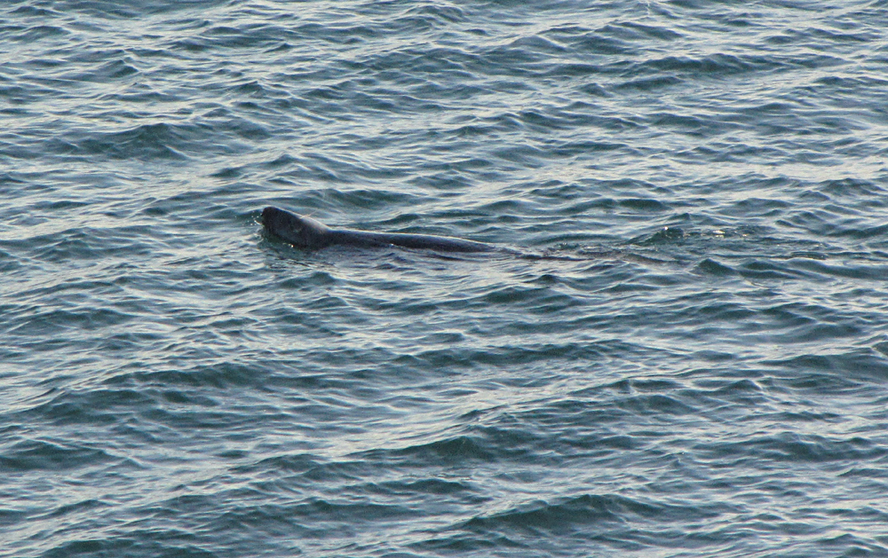 Seal in Carlyon Bay